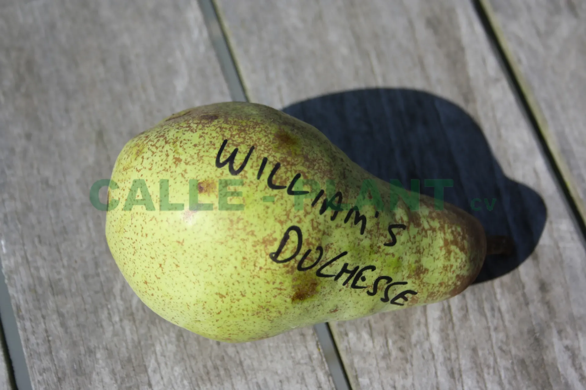 [PEWDUH] PERENBOOM 'WILLIAM'S DUCHESS' HOOGSTAM (8-10 cm)