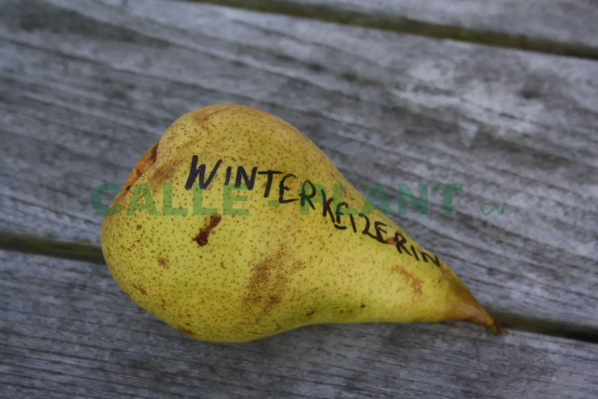 [PEWIHAK] PERENBOOM 'WINTERKEIZERIN' HALFSTAM (Kwee A, Blote wortel, 6-8 cm)
