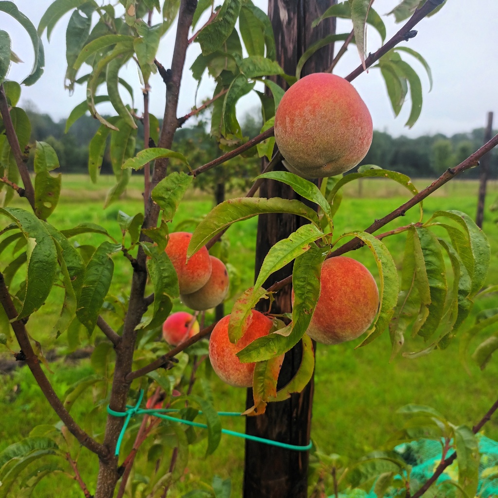 PECHER 'FROST' BASSE-TIGE
