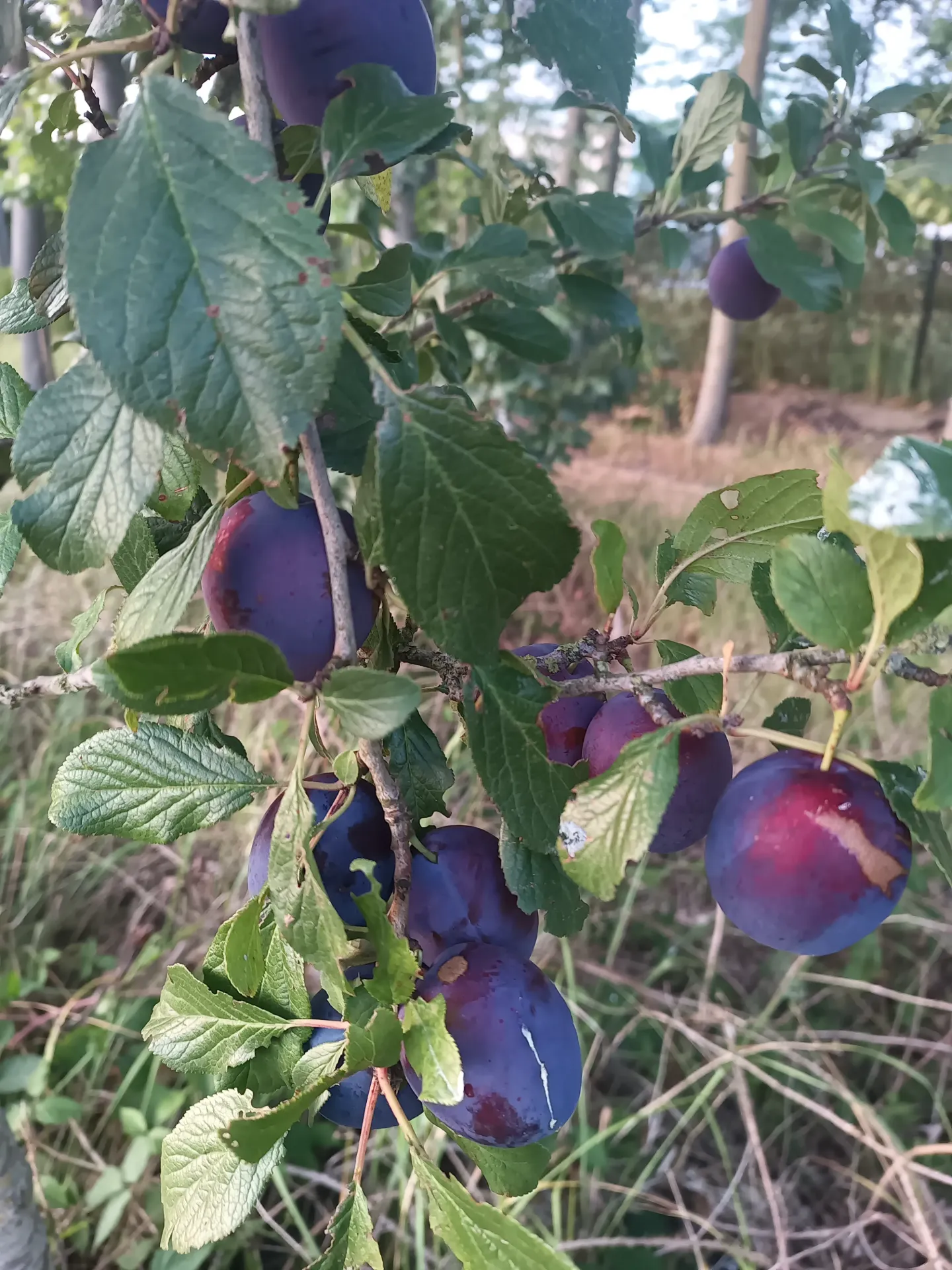 PRUIMENBOOM 'EARLY LAXTON' HOOGSTAM