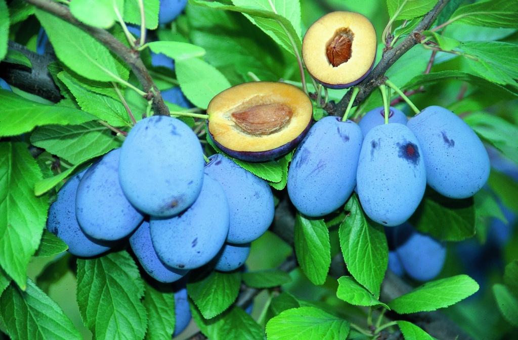 PRUIMENBOOM HAROMA (R) LAAGSTAM