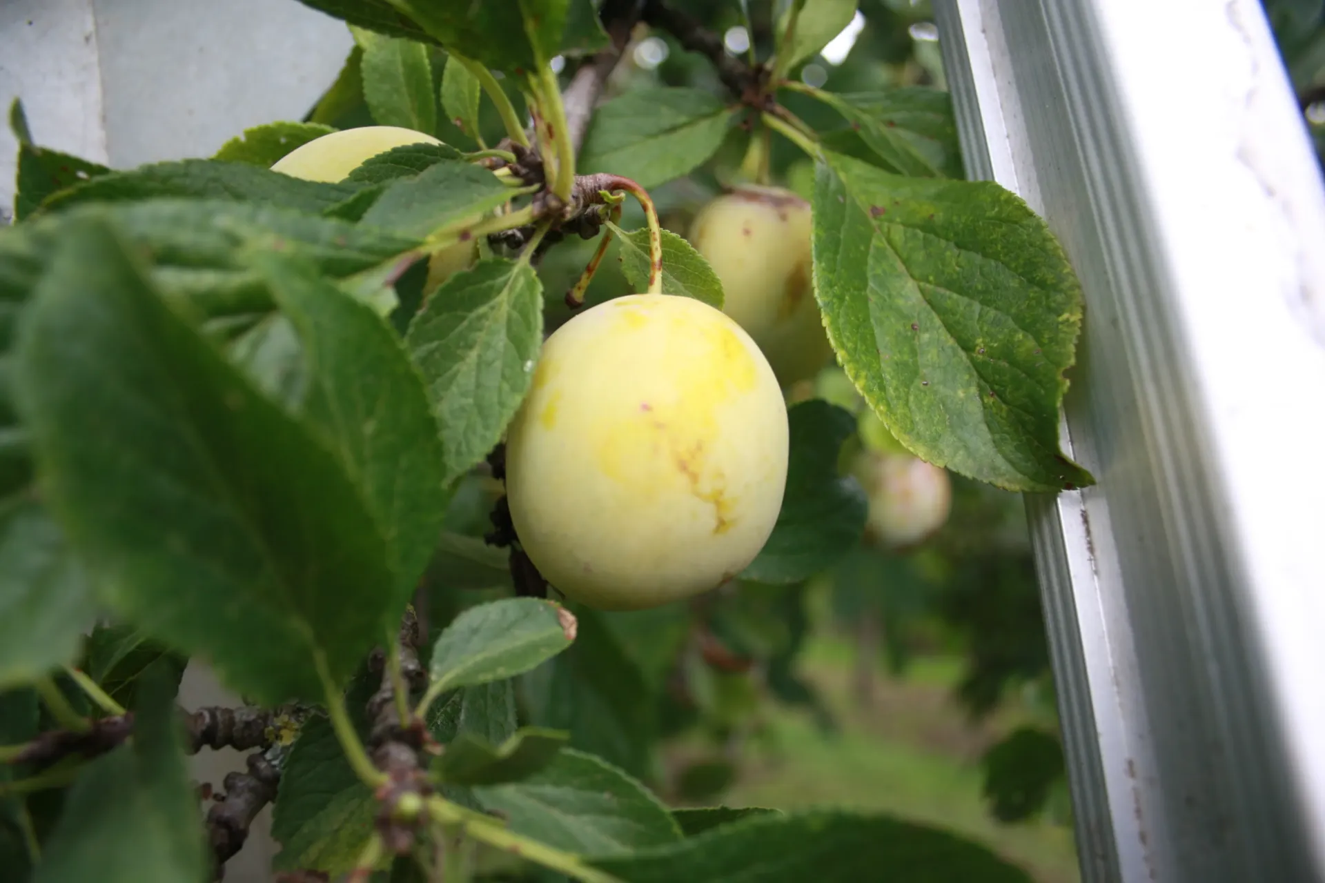 PRUIMENBOOM 'JEFFERSON' HALFSTAM