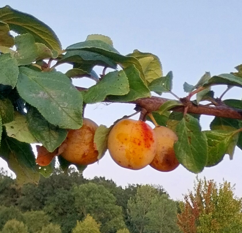 PRUIMENBOOM 'MIRAGRANDE' LAAGSTAM