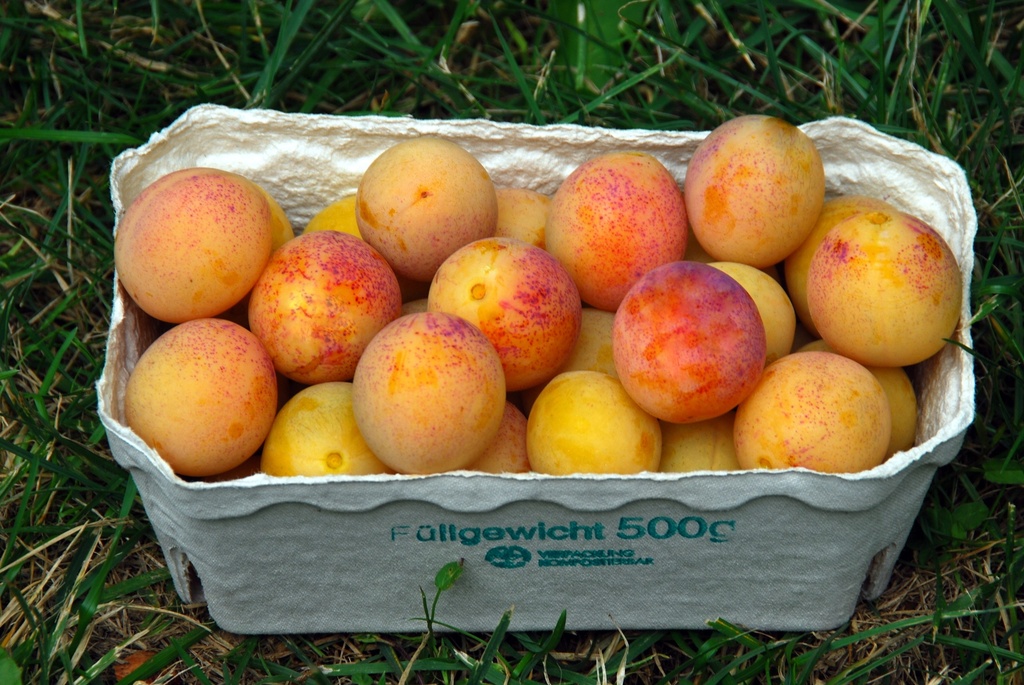 PRUIMENBOOM MIROMA (R) HALFSTAM