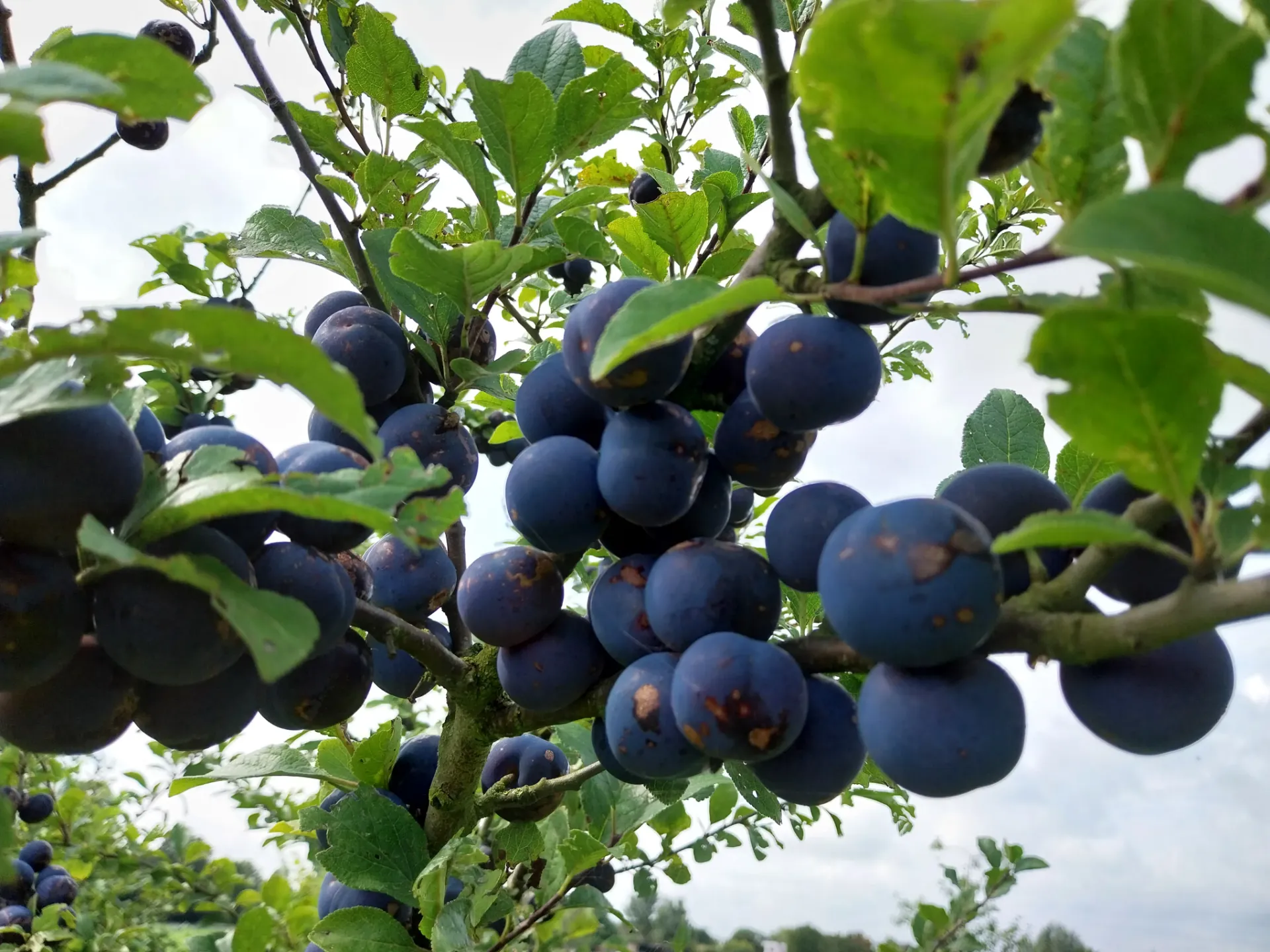 [PRPPR1] PRUIMENBOOM 'PRUNE DE PRINCE' RGF JAARSE SNOER