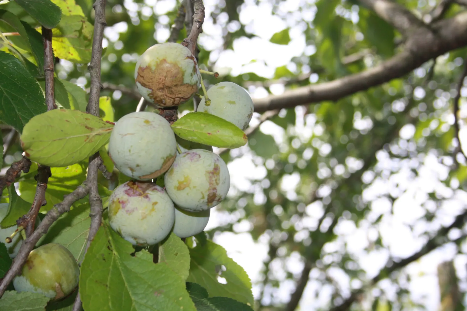 PRUIMENBOOM 'REINE CLAUDE CROTTÉE' HOOGSTAM