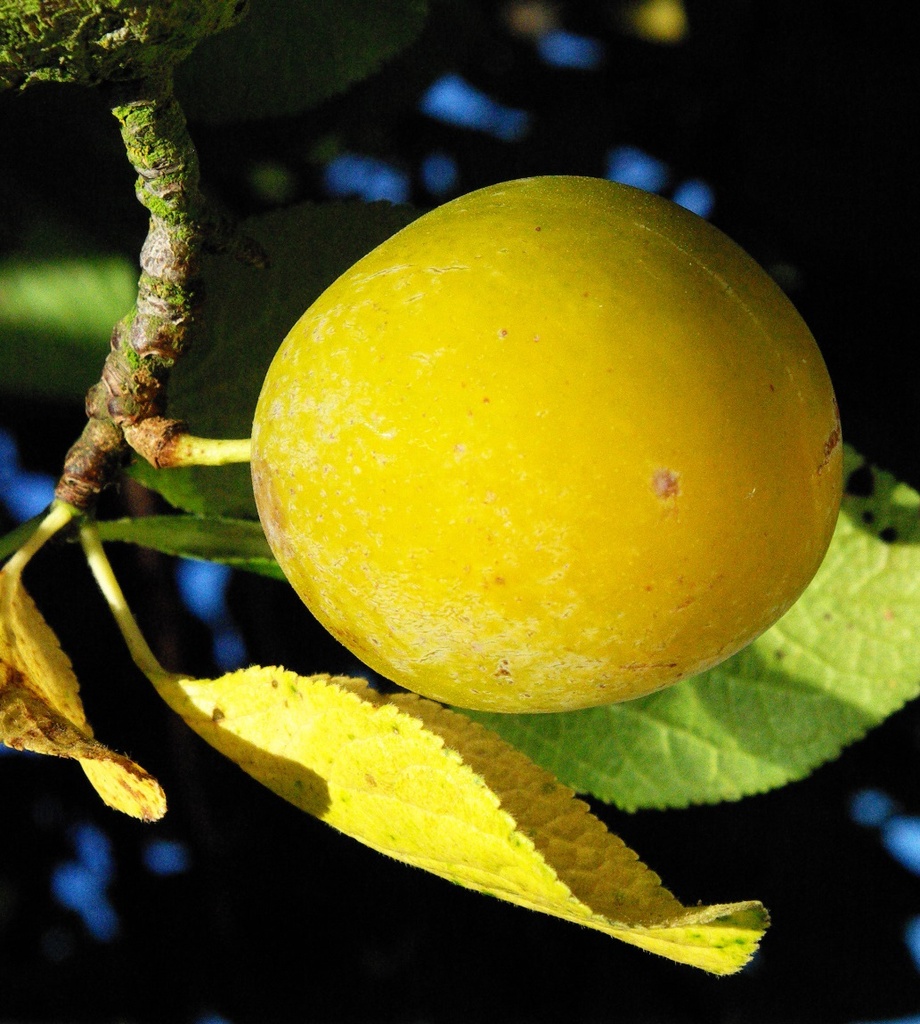 PRUIMENBOOM 'REINE CLAUDE D'OULLINS' HALFSTAM