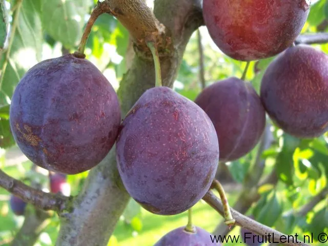 PRUIMENBOOM 'WIGNON' RGF HALFSTAM