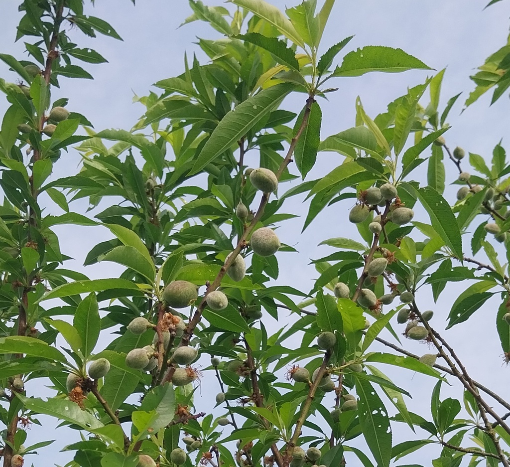 [PDUH8] PRUNUS DULCIS 'ROBIJN' HOOGSTAM