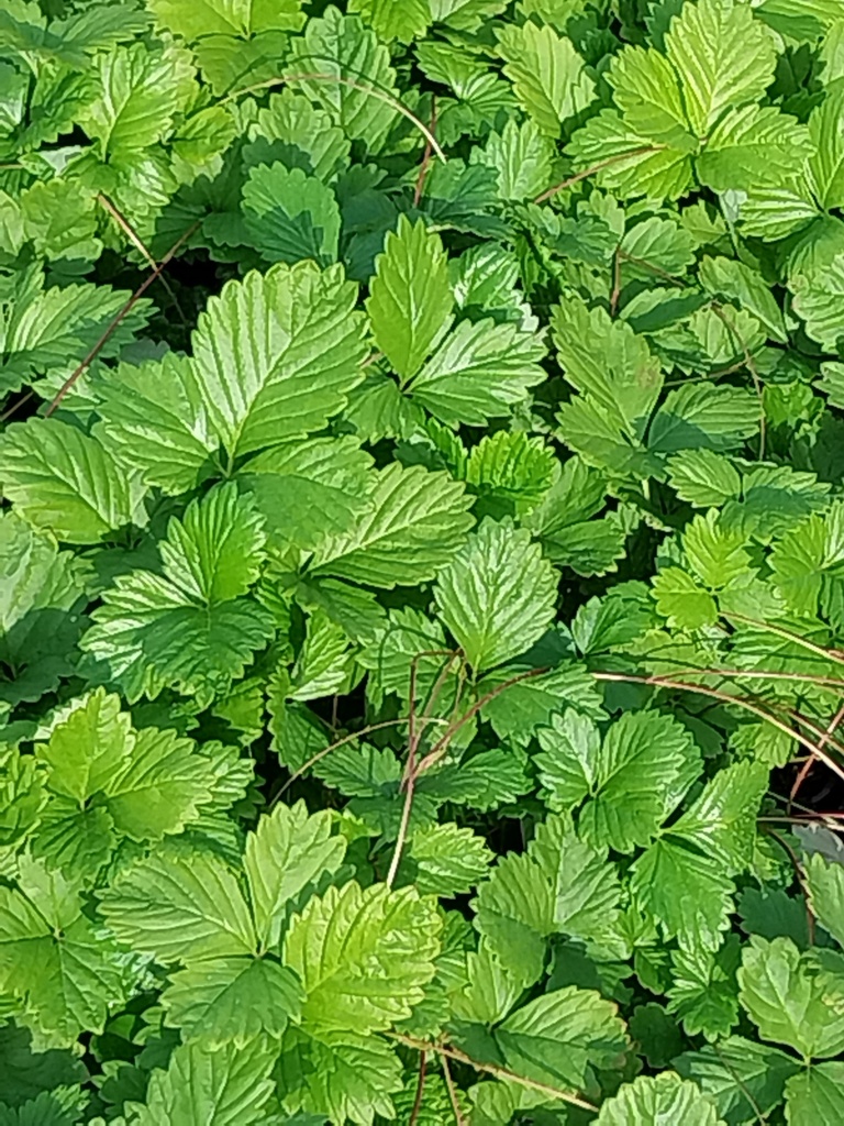 FRAGARIA VESCA