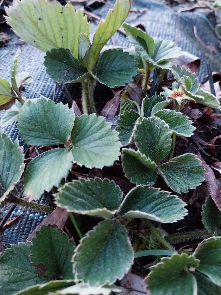 [AAEL1P] FRAISIER 'ELSANTA'