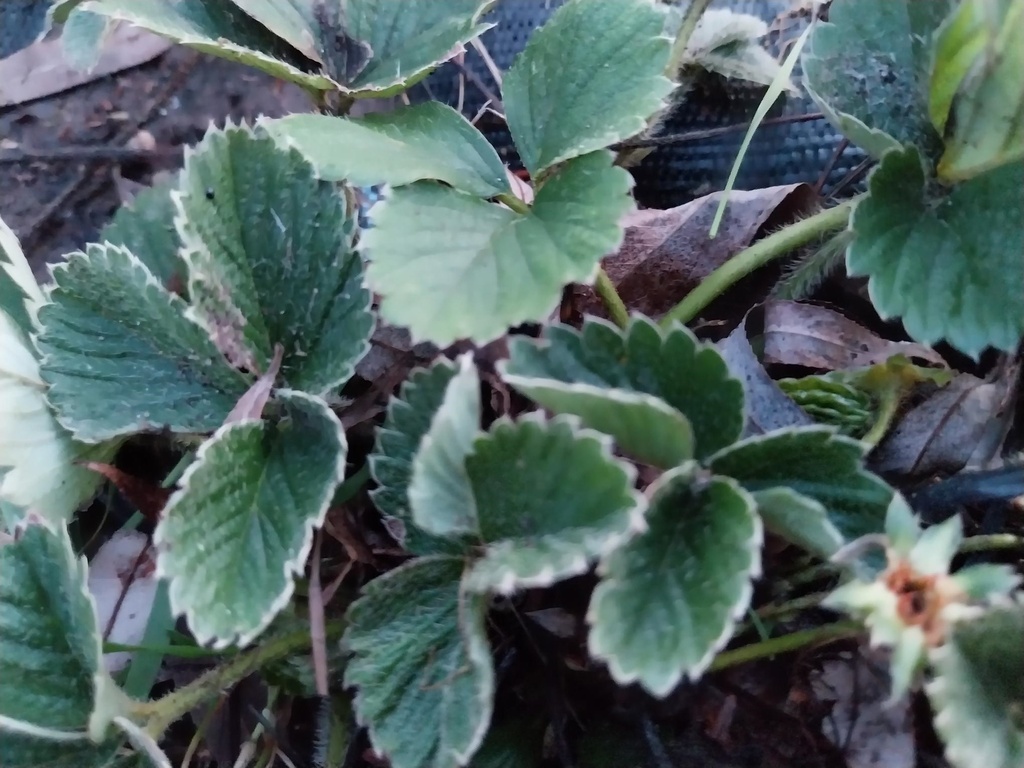 [AAGO1P] AARDBEIEN  'GORELLA'