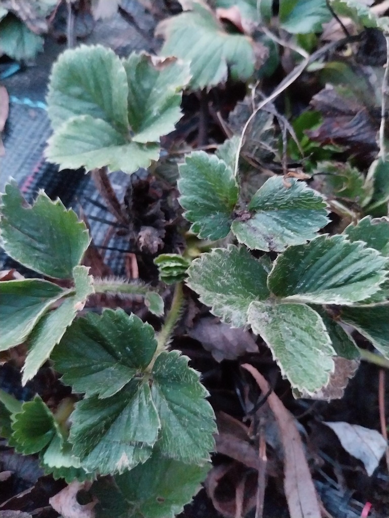 [AAKO1P] FRAISIER  'KORONA'