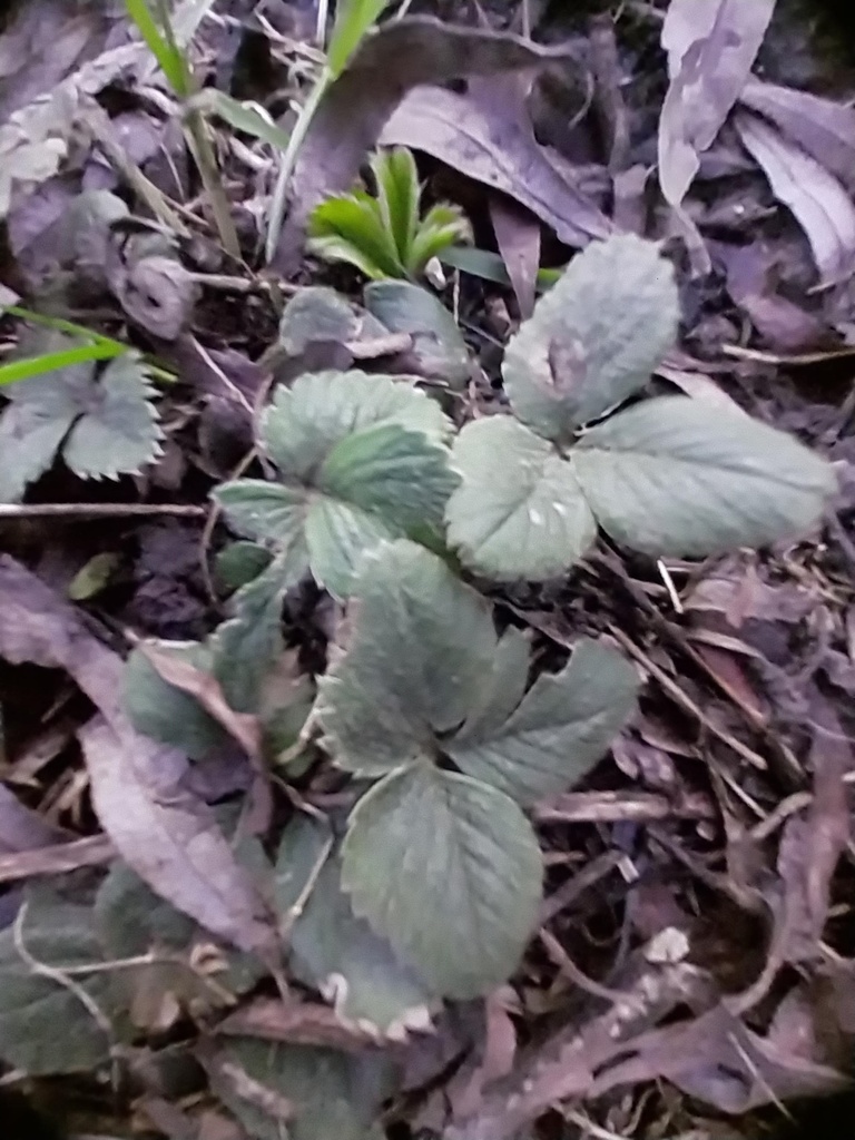 [AALA1P] AARDBEIEN 'LAMBADA'