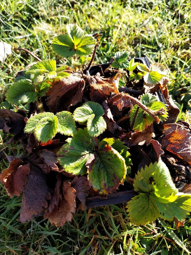 [AASSE1P] AARDBEIEN 'SENGA SENGANA'