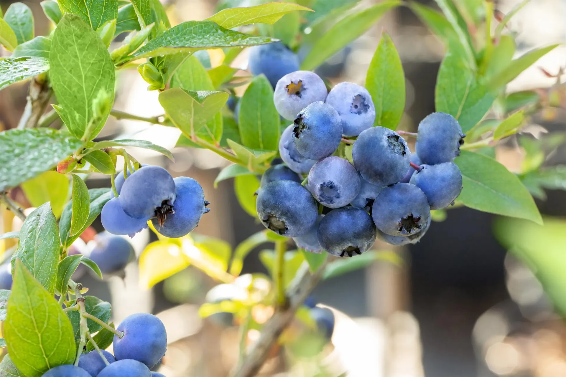 [VCBCR3] AMERIKAANSE BLAUWBES 'BLUECROP'