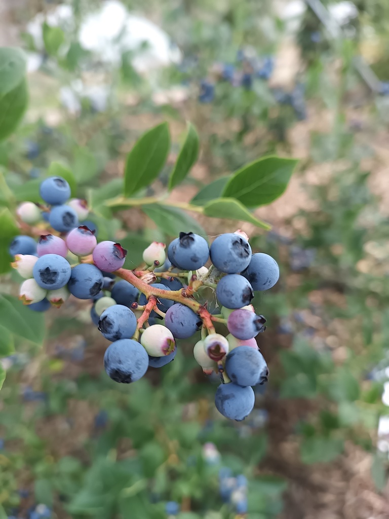 [VCBRA3] MYRTILLE AMERICAINE  'BLUE RAY'