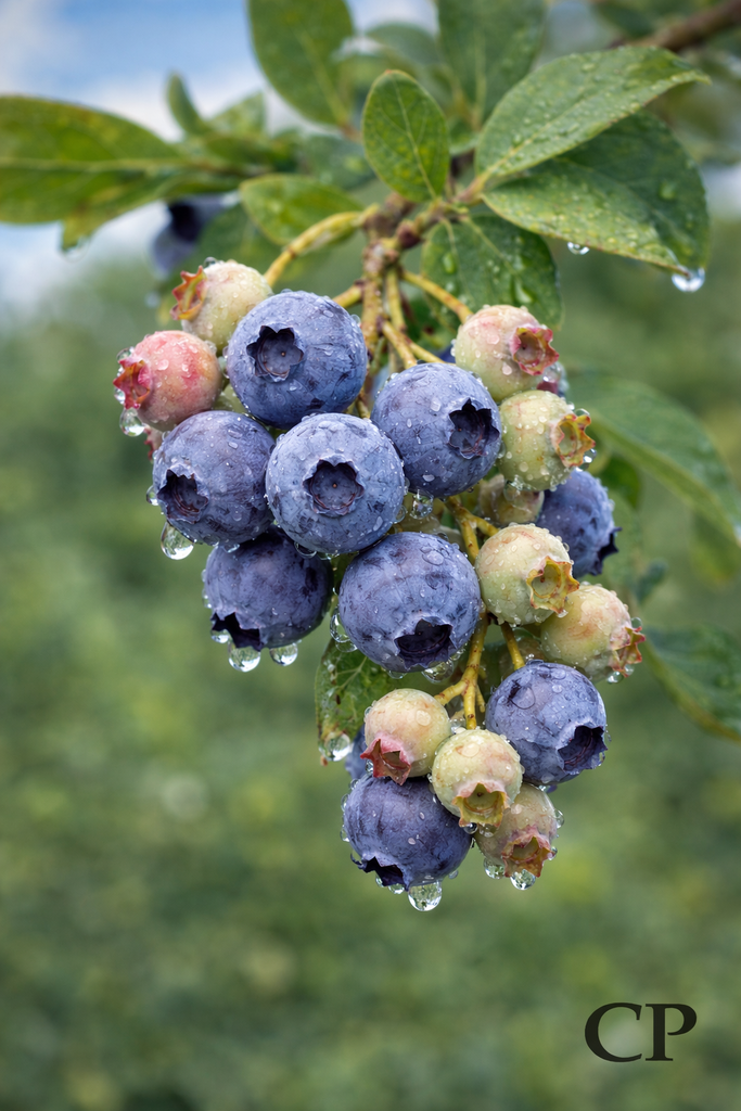 AMERIKAANSE BLAUWBES 'ELLIOT'