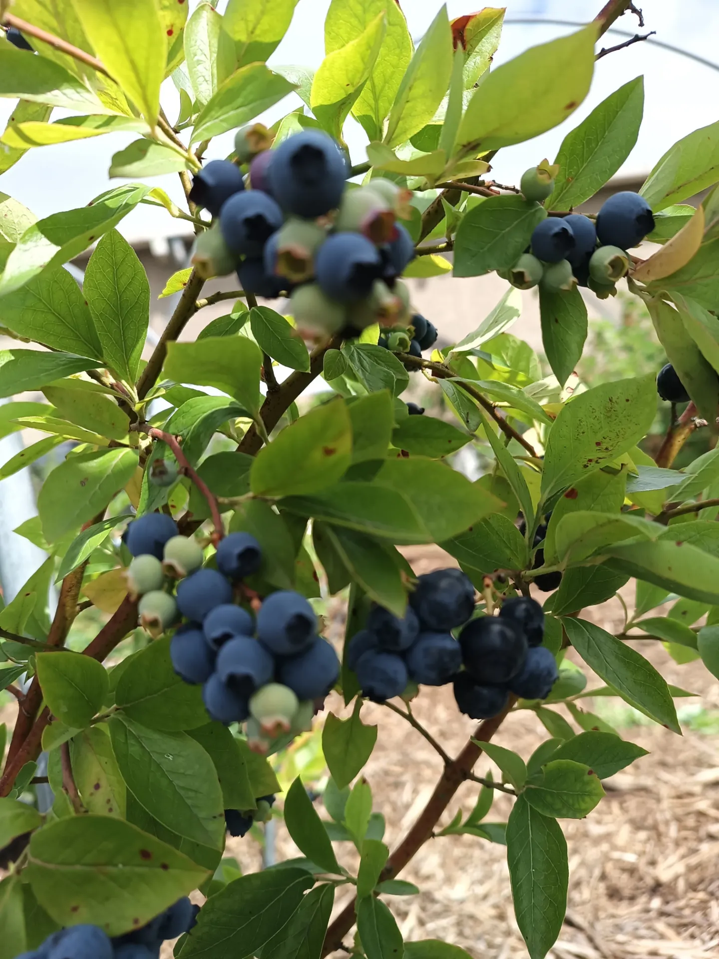 [VCGO3] MYRTILLE AMERICAINE  'GOLDTRAUBE'