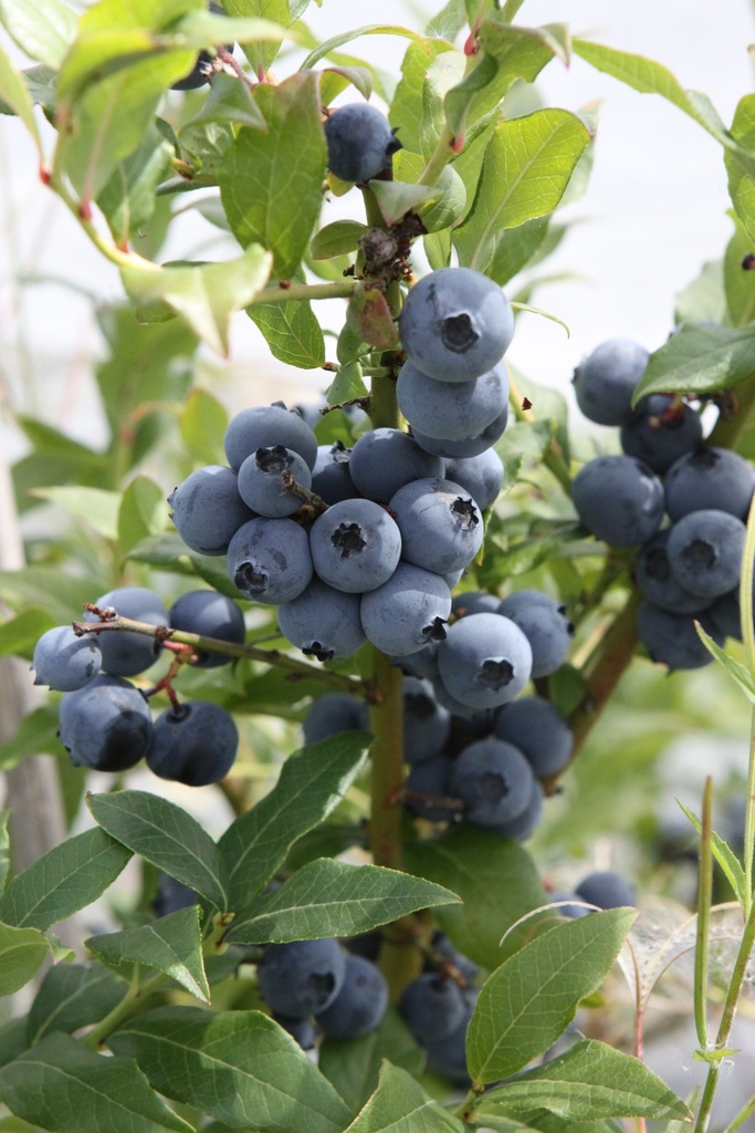 AMERIKAANSE BLAUWBES HORTBLUE PETITE (R)