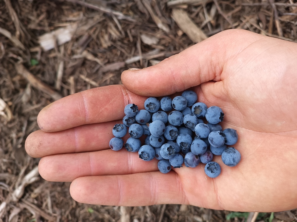[VCNO3] MYRTILLE AMERICAINE  'NORTHLAND'