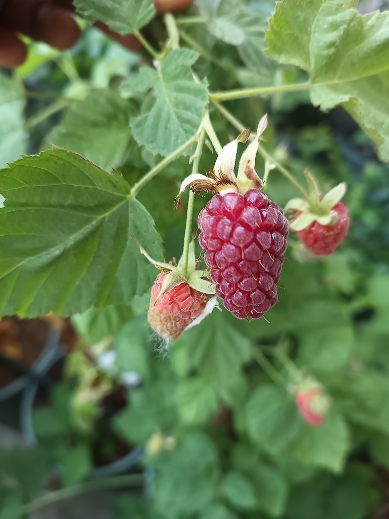 BRAAMBES 'THORNLESS LOGANBERRY'