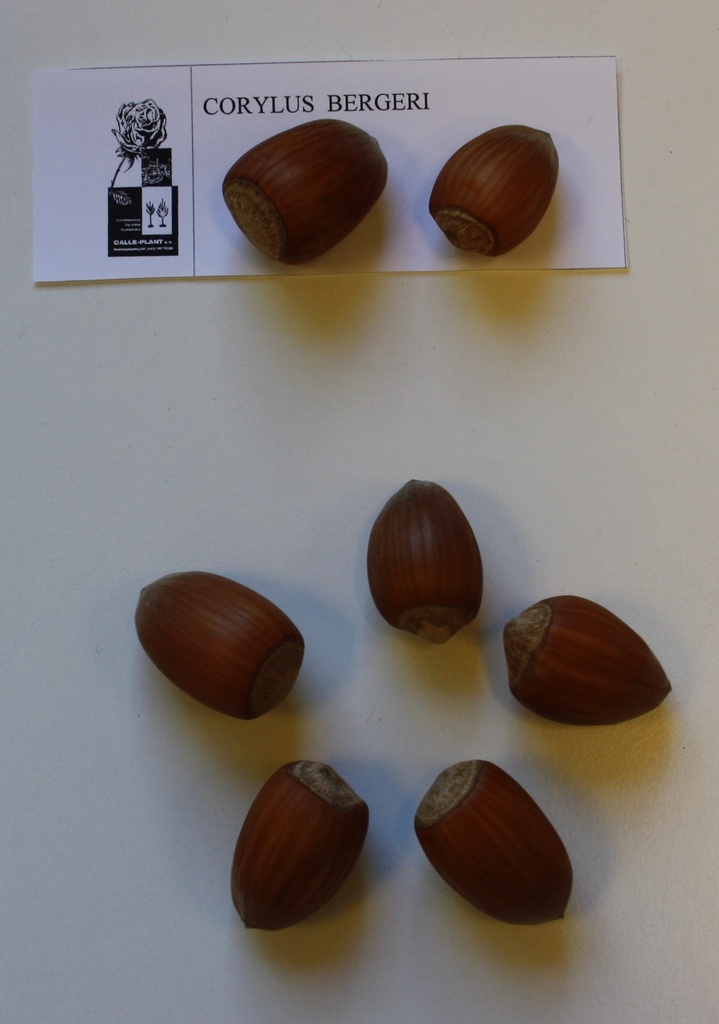 NOISETTIER 'BERGERI'