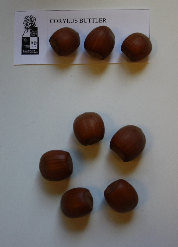 [CBU21] NOISETTIER 'BUTLER' (Racines nues, 30-60 cm, -1/1 (marcotte repiquée))