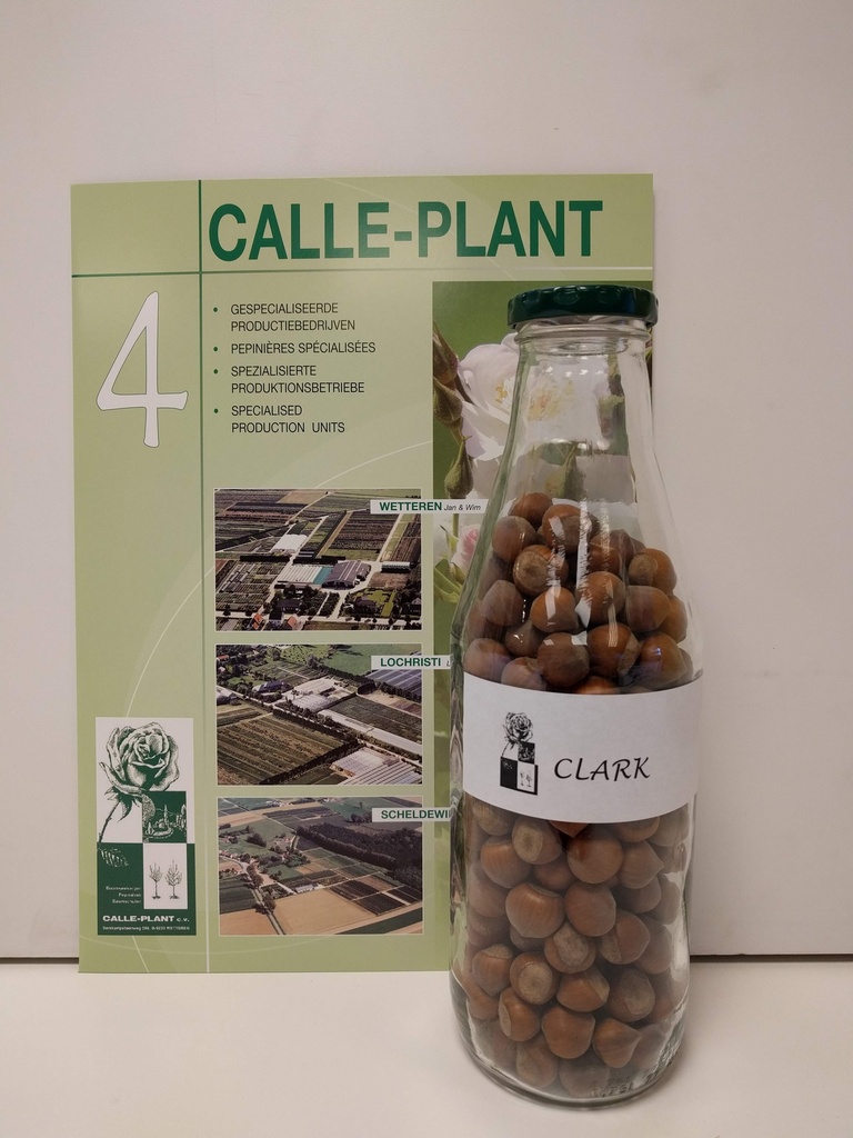 [CCLA21] NOISETTIER 'CLARK' (Racines nues, 30-60 cm, -1/1 (marcotte repiquée))