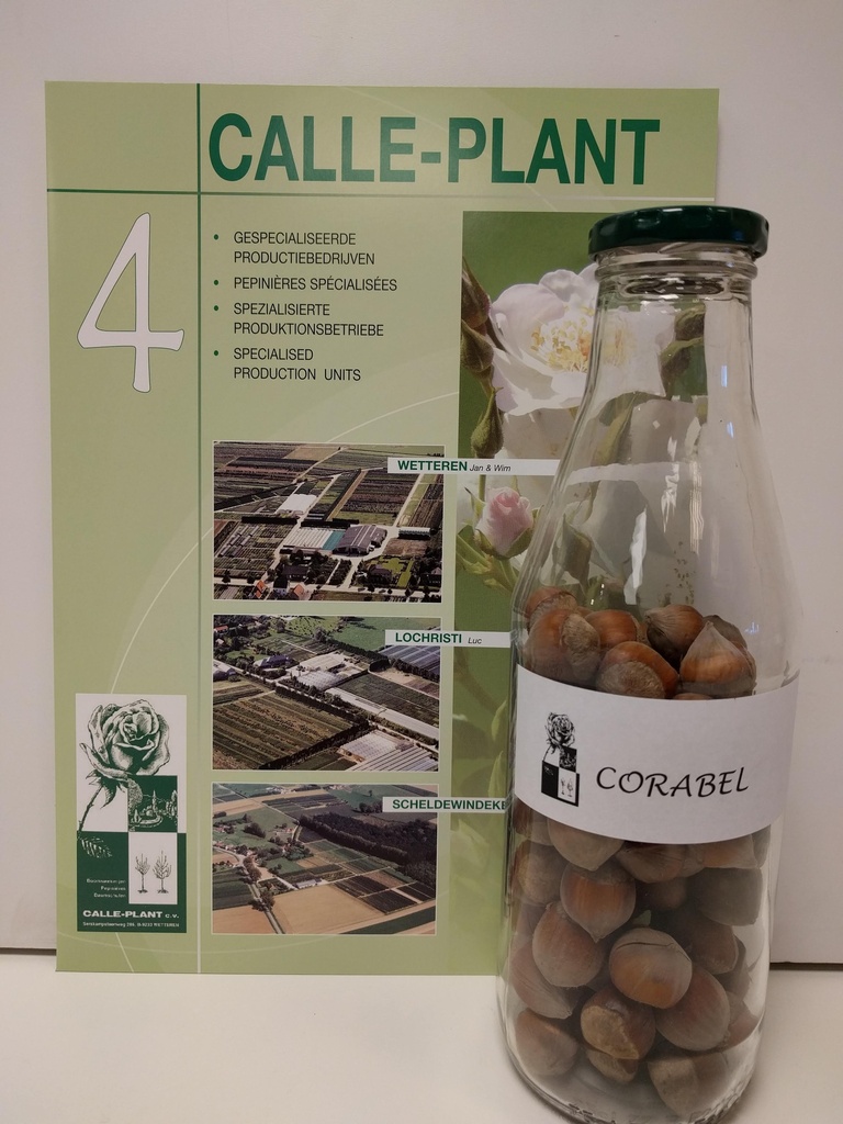 [CCOR1] NOISETTIER CORABEL (Racines nues, 40-80 cm, -1/0 (marcotte d’un an))