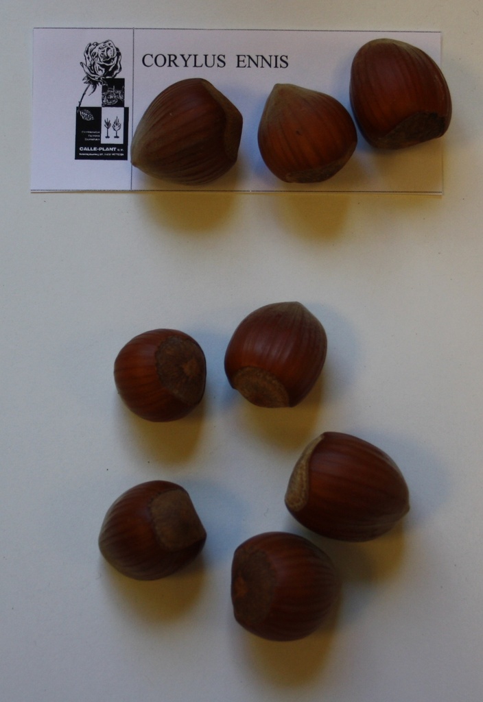 [CEN1] HAZELAAR 'ENNIS' (Blote wortel, 40-80 cm, -1/0 (aflegger 1 jaar))