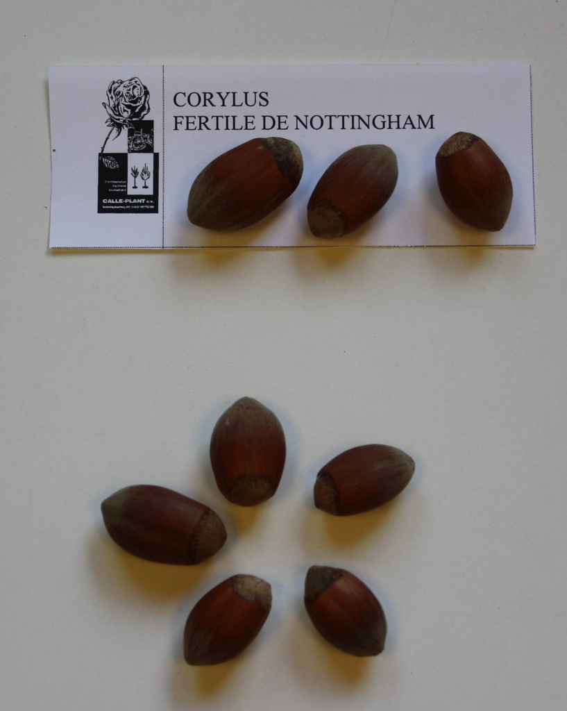 [CNO21] NOISETTIER 'FERTILE DE NOTTINGHAM' (Racines nues, 30-60 cm, -1/1 (marcotte repiquée))