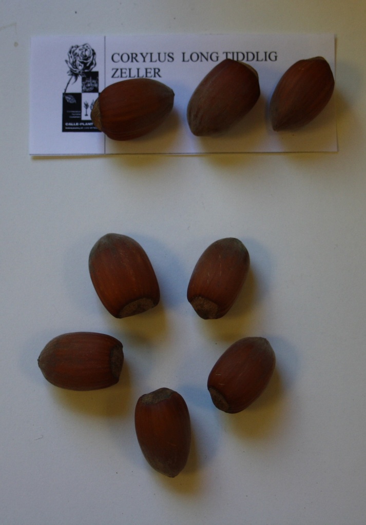 [CLTZE21] HAZELAAR 'LONG TIDLIG ZELLER' (Blote wortel, 30-60 cm, -1/1 (verplante aflegger))
