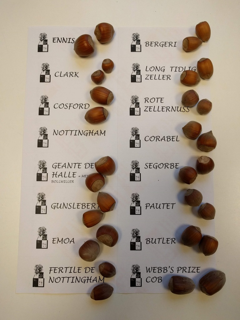 [CPAUE1] NOISETTIER PAUETET (Racines nues, 40-80 cm, -1/0 (marcotte d’un an))