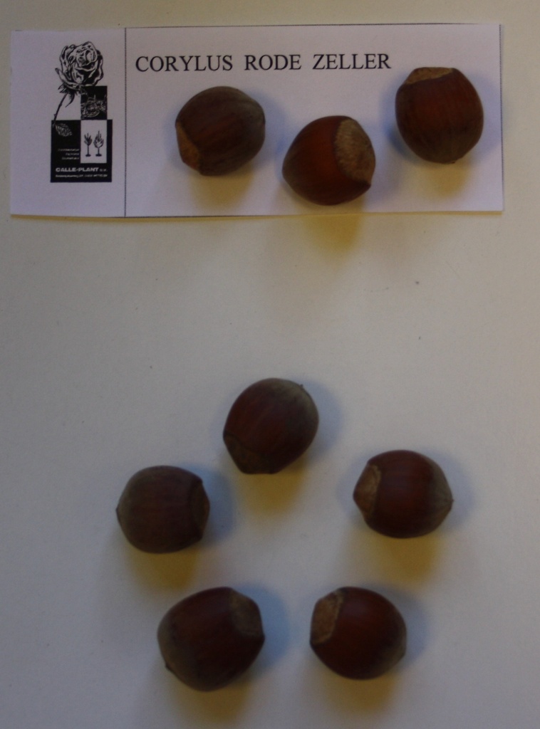 [CRZE21] HAZELAAR 'RODE ZELLERNOOT' (Blote wortel, 30-60 cm, -1/1 (verplante aflegger))