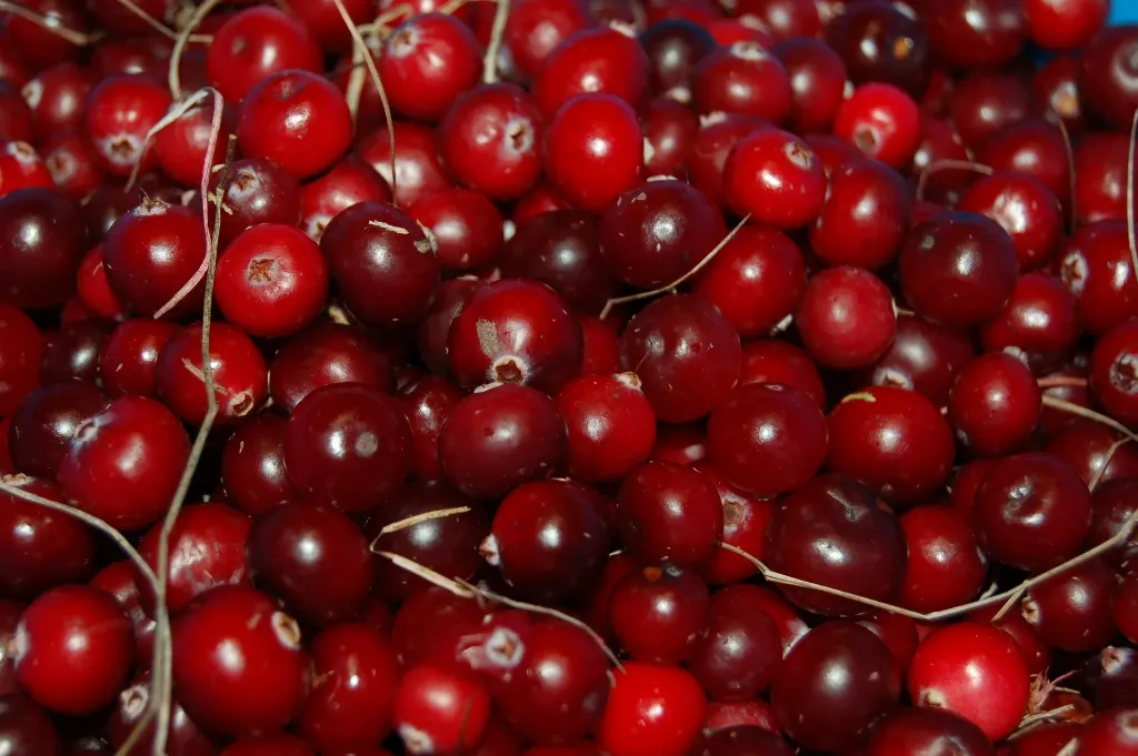 [VMSTE3] VACCINIUM MACROCARPON  STEVENS