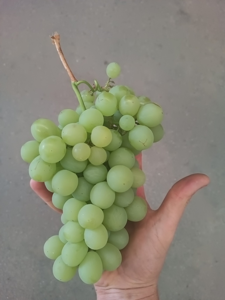 [DRBA] VIGNE 'BAIDOR'