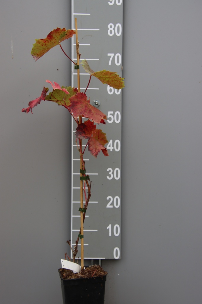[DRDO] RAISIN 'DORNFELDER' (Pot carré 2 litres, 80-100 cm)