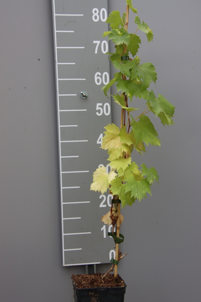 [DRPA3] DRUIF 'PALATINA' (Vierkante pot 2 liter, 80-100 cm)