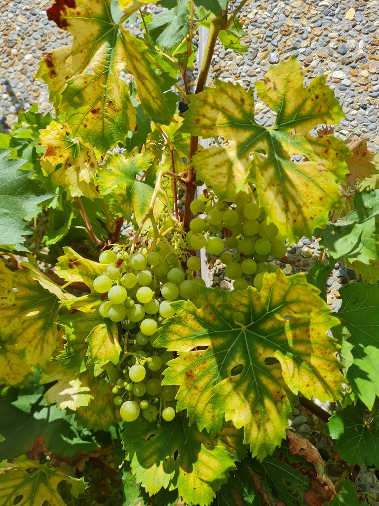 [DRPE] VIGNE 'PERDIN'