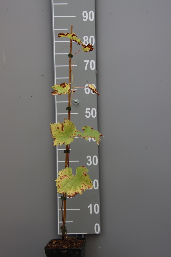 [DRRE] DRUIF 'REGENT' (Vierkante pot 2 liter, 80-100 cm)