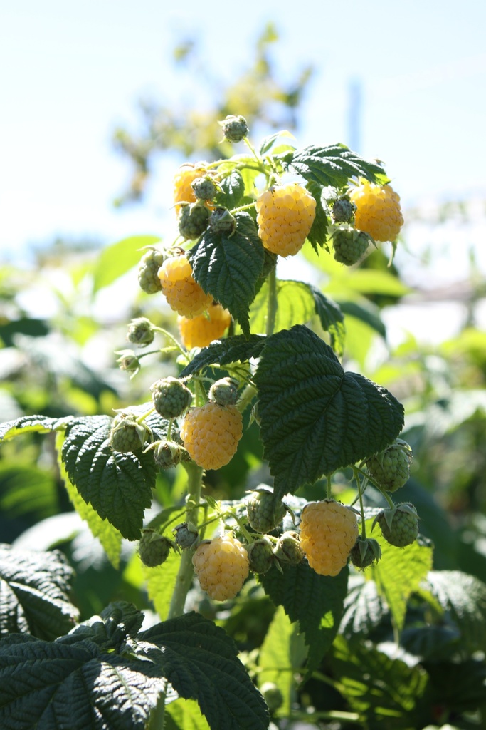 [FRGEV] FRAMBOISER 'GOLDEN EVEREST' (Racines nues, 40-60 cm)