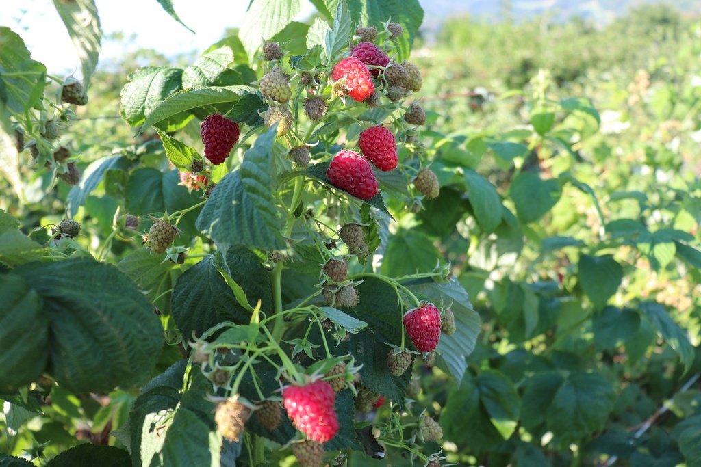 FRAMBOISER 'PLENTIFUL' (R)