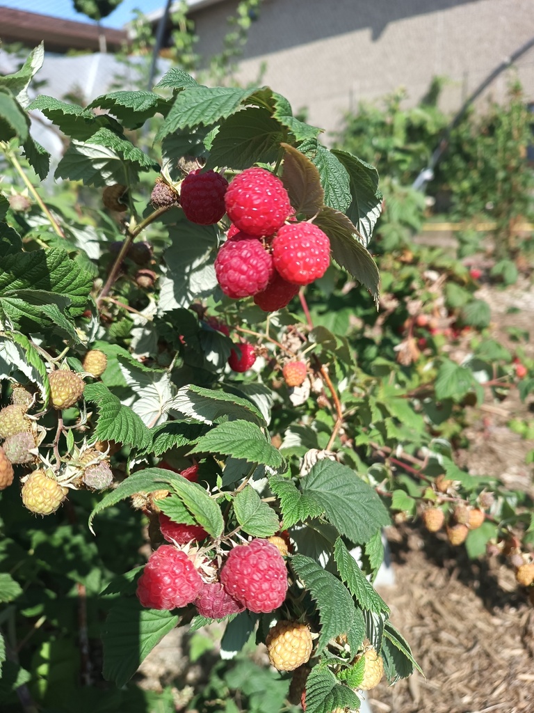 FRAMBOZEN 'RUBACA'