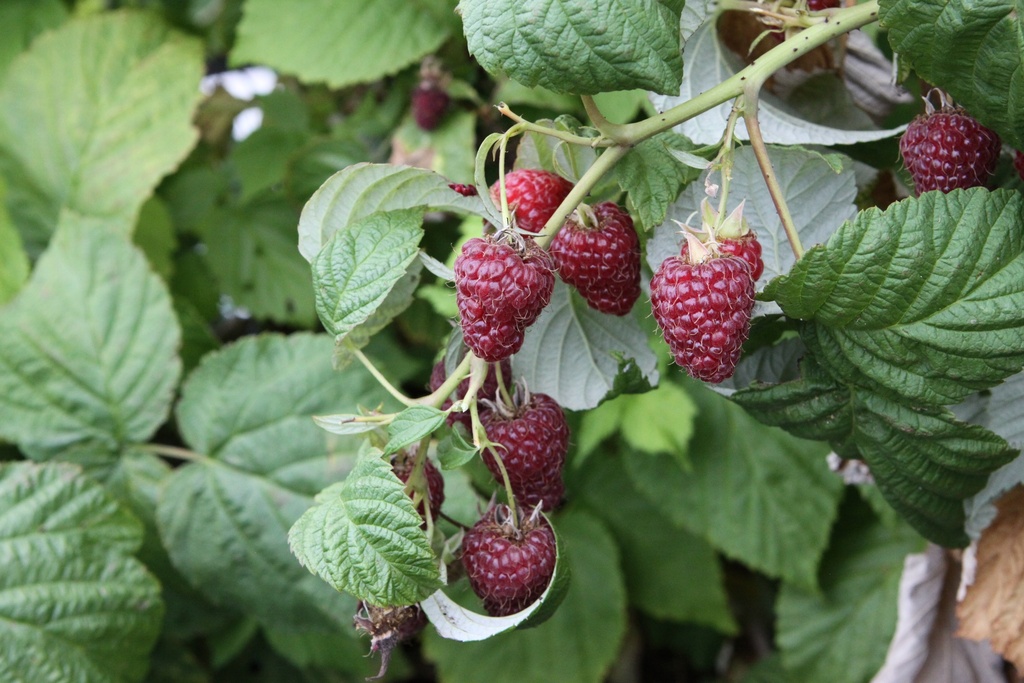 [FRZE] FRAMBOISER 'ZEVA' (Racines nues, 40-60 cm)