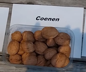 [JRCO150] OKKERNOOT 'COENEN'