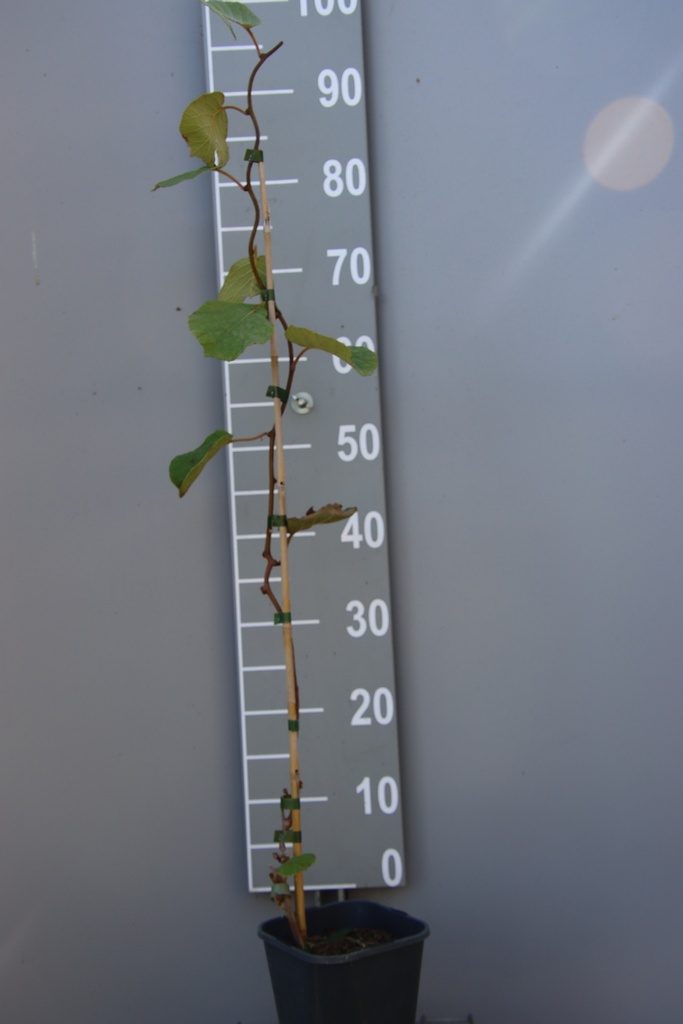 KIWI 'ATLAS'