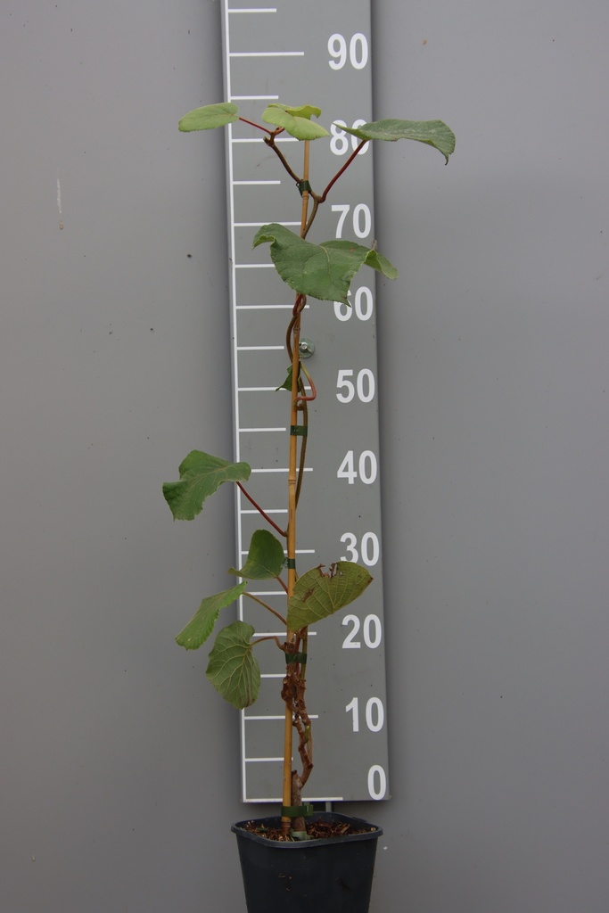 KIWI 'BOSKOOP' M+V