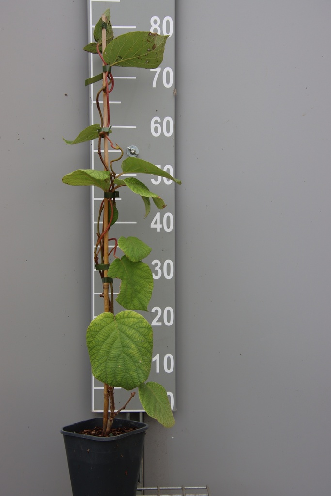 [ACVR] KIWI 'HAYWARD' (Vierkante pot 2 liter, 80-100 cm)