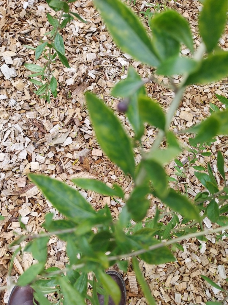 [LBA3] LYCIUM BARBARUM